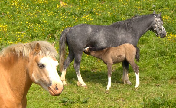 Tiere! Immer total herzig.