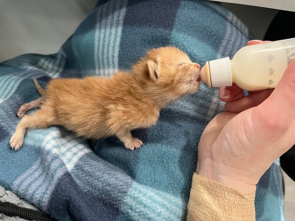 cute news tier katze

https://www.reddit.com/r/soupbelly/comments/1vdof8h/even_criminals_have_to_eat/