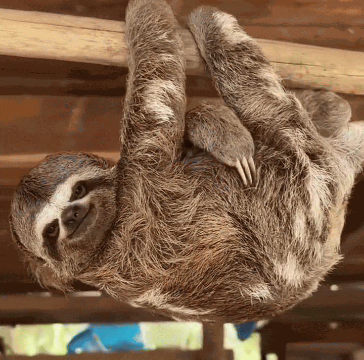 Animiertes GIF