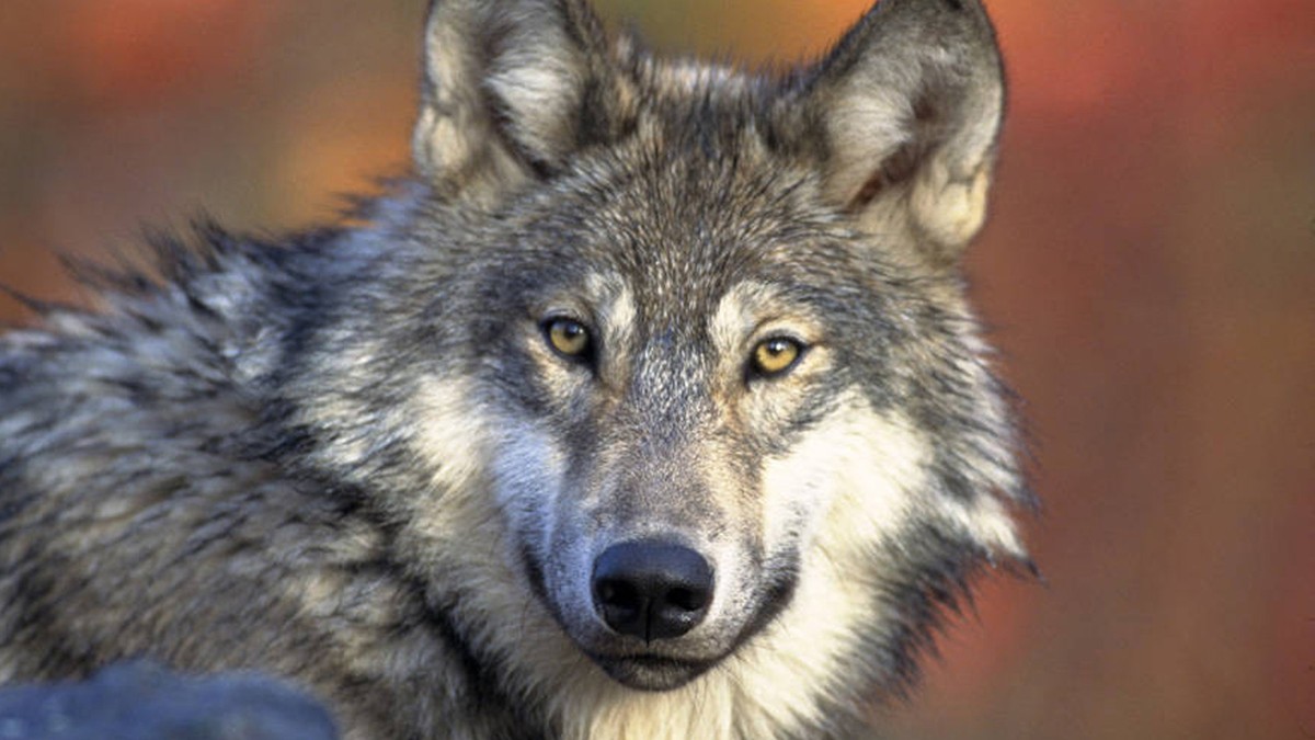 In der Schweiz lebten letztes Jahr mehr Wolfsrudel als zuvor