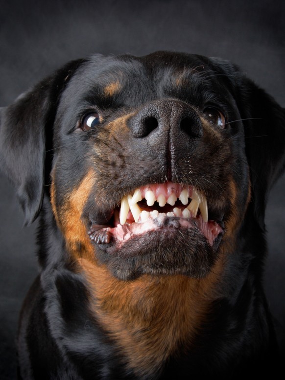 Hund fletschend zähnefletschend knurren rottweiler kampfhund