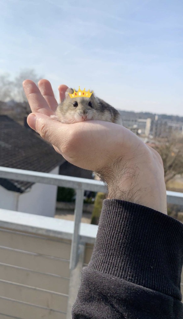 Aufgepasst! Herzige Tiere gibt&#039;s heute nur mit eurer Unterstützung!
Mein Prinz
