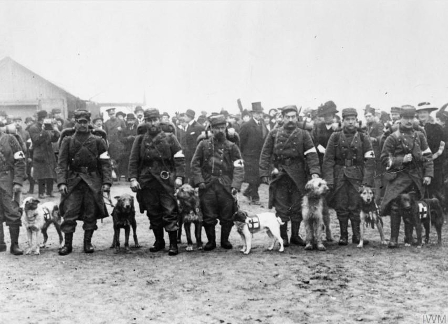 French Red Cross dogs line up for inspection on the Western Front, 1914. These specially trained dogs wore harnesses containing medical equipment, which they delivered to injured soldiers on the battl ...