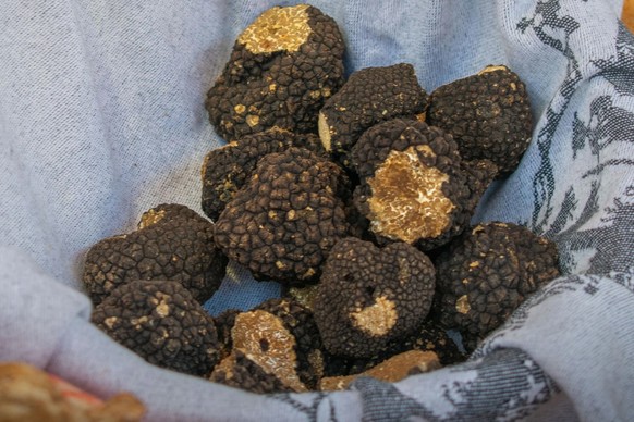 Schwarzes Gold: Prächtige Trüffel aus Bonvillars, die 800 Franken pro Kilo kosten. Weisser Trüffel kann zehn Mal teurer sein.