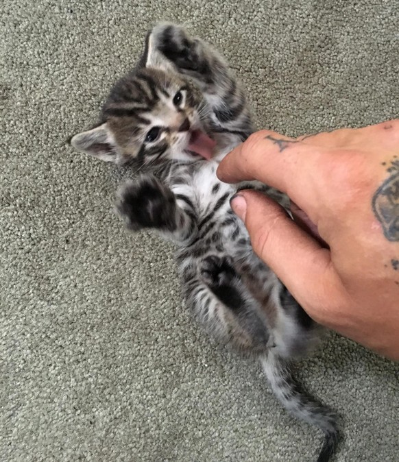 cute news animal tier katze cat

https://www.reddit.com/r/cats/comments/wee6qo/found_this_kitten_abandoned_outside_in_the_heat/