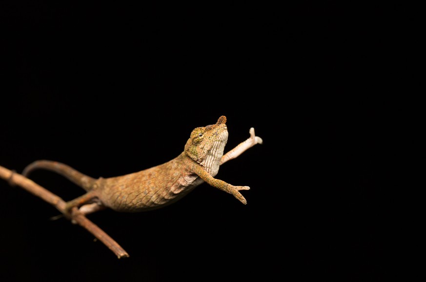 The Comedy Wildlife Photography Awards 2017
Jasmine Vink
Brisbane
Australia

Title: Chameleon dance
Caption: A chameleon dancing on the end of a branch
Description: Chameleons are peculiar animals. Wh ...