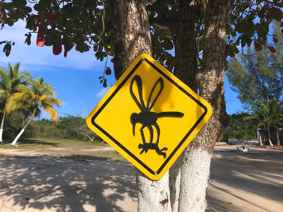 Funny traffic lights giant mosquito insect