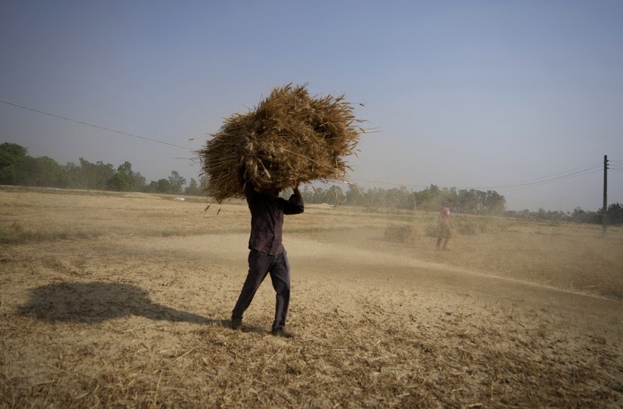An Indian farmer carries wheat crop harvested from a field on the outskirts of Jammu, India, Thursday, April 28, 2022. An unusually early, record-shattering heat wave in India has reduced wheat yields ...