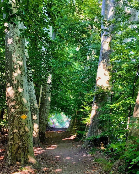 Rauszeit Frühlingswanderungen, Platanenallee Windisch