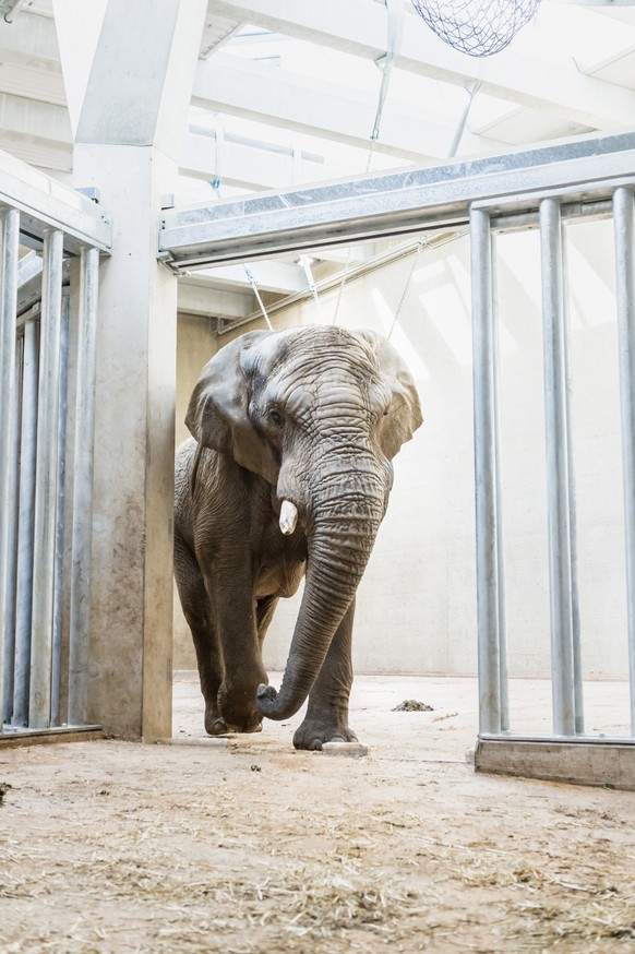 HANDOUT - Der neue Elefanten-Bulle Jack (24 Jahre alt) des Zoo Basel in der Elefantenanlage „Tembea&quot;, am Freitag, 12. Mai 2017. Nun wird der Bulle erst einmal seine private neue Anlage und spaete ...