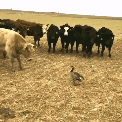 Animiertes GIF