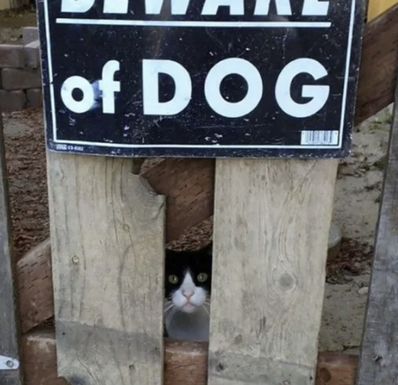 Surprise