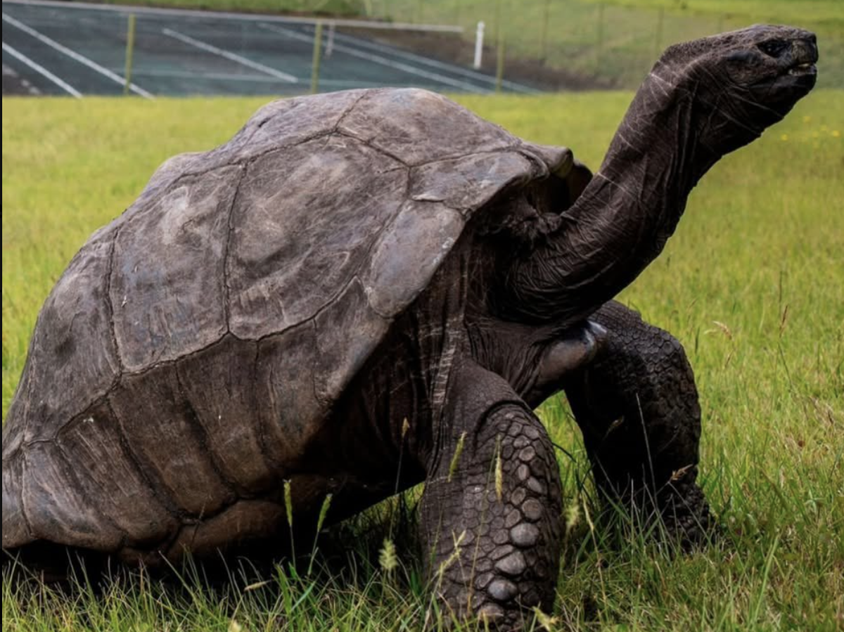 schildkröte jonathan