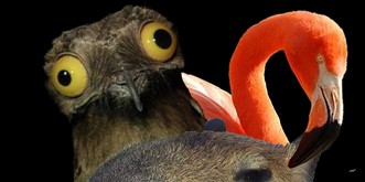 Katzen haben jetzt mal Pause. Hier sind 7 Tiere, die genauso viel Aufmerksamkeit verdienen