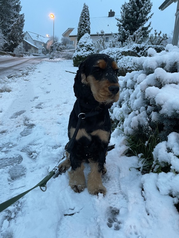 Hund Schnee Othmarsingen