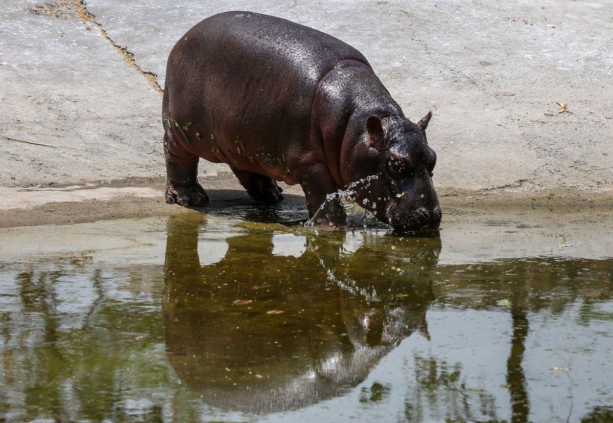 epa12169839 A hippopotamus swims in a pool inside an enclosure during a heatwave at the National Zoological Park in New Delhi, India, 11 June 2025. The National Zoological Park has installed sprinkler ...