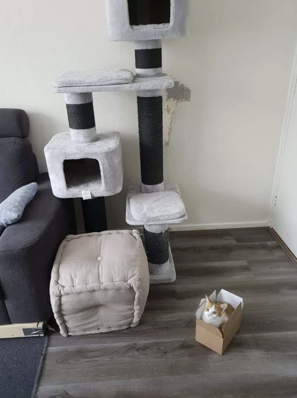 Die lustigsten fails der Woche: Katze