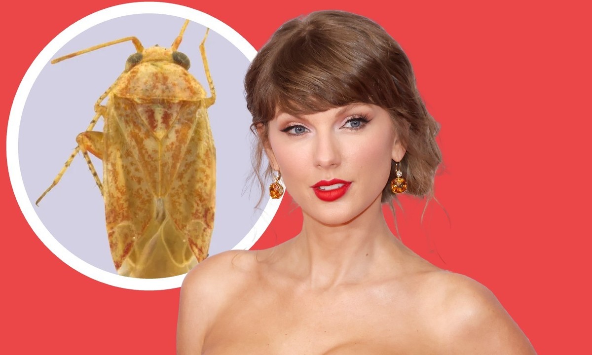 Taylor Swift donne son nom à un nouveau genre d’insectes et quatre espèces inspirées de ses albums Lover, Fearless et The Tortured Poets Department.