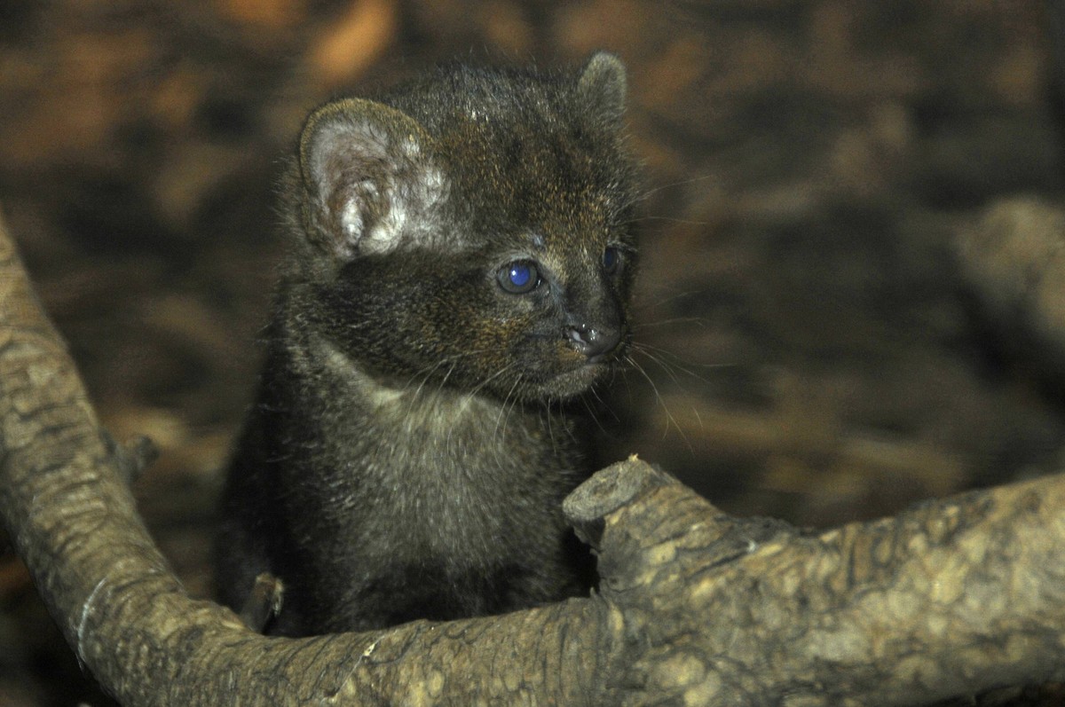 Bildnummer: 54965816 Datum: 01.03.2011 Copyright: imago/Hohlfeld
Nach vier Wochen Aufenthalt in der Wurfbox zeigen sich jetzt die am 24.01.2011 geborenen zwei Jaguarundi-Welpen (Puma yagouaroundi) in  ...