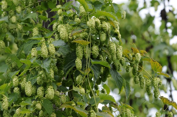Der reife Hopfen ist am Samstag, 23. August 2008, im kleinen Hopfengarten in der Kartause Ittingen bereit fuer die Ernte. Gegen Ende August sind die Bluetendolden des Hopfens reif und die rund sieben  ...
