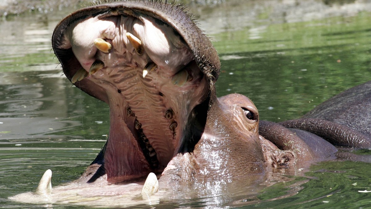 Tot-in-Becken-gefunden-Flusspferde-t-ten-Strauss-im-Zoo-Basel