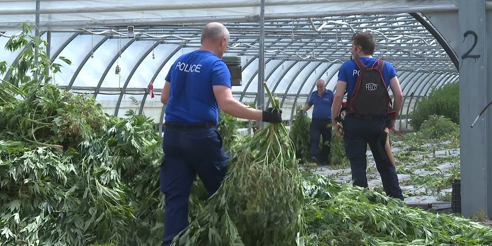 Drei Gewächshäuser voller Cannabis-Pflanzen wurden am Freitag im Heumoos geräumt.