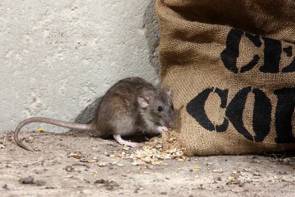Ratte, rattus norvegicus