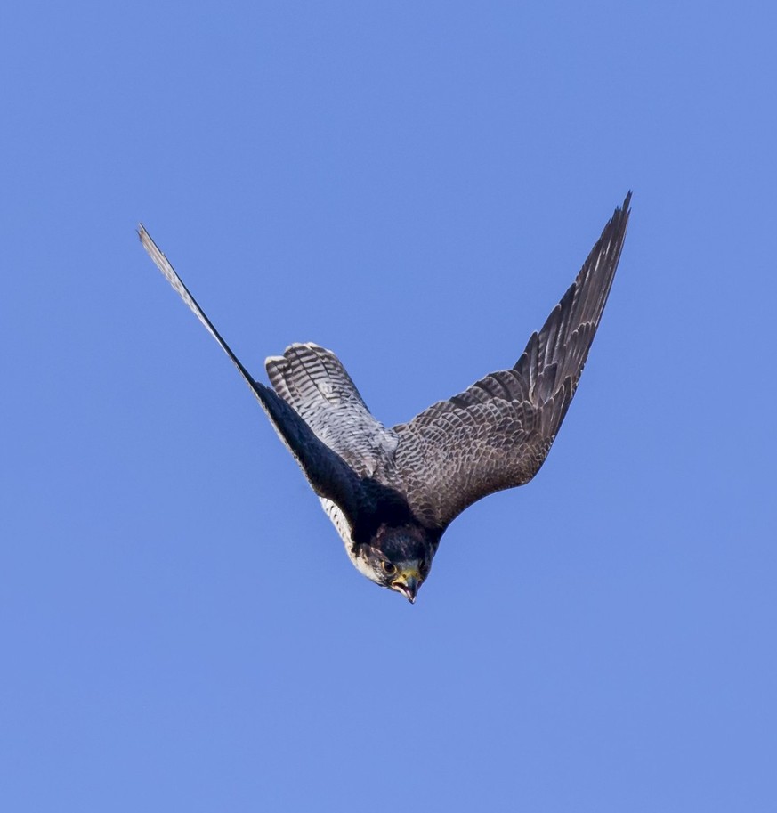 Wanderfalke (Falco peregrinus) im Sturzflug