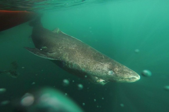 This undated photo made available by Julius Nielsen on Aug. 11, 2016 shows a Greenland shark slowly swimming away from a boat, returning to the deep and cold waters of the Uummannaq Fjord in northwest ...