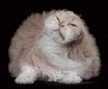 Animiertes GIF
