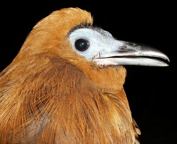 cute news tier vogel kapuzinerkotinga

https://www.reddit.com/r/AIDKE/comments/1lhyauv/the_capuchinbird_perissocephalus_tricolor_is/