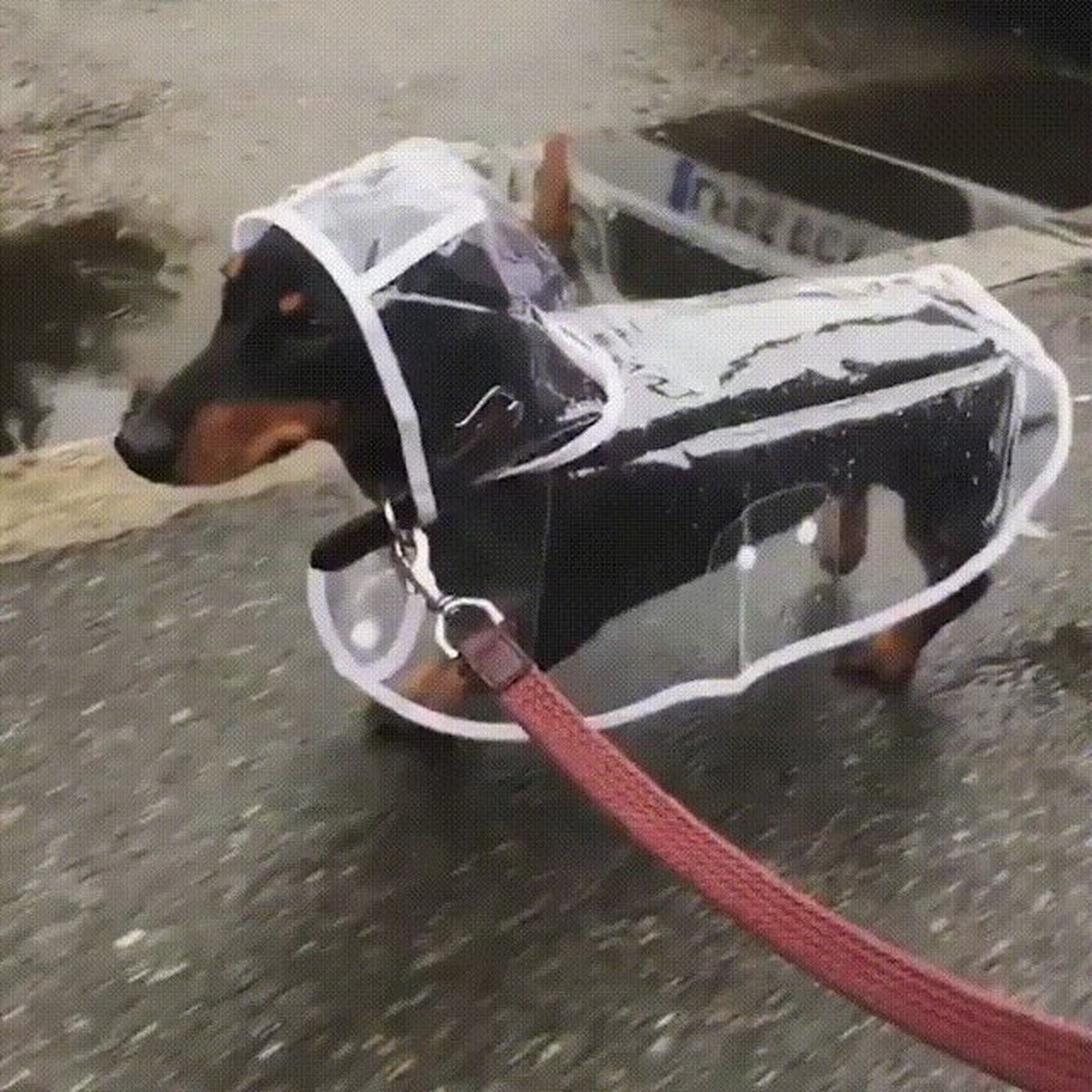 Sollte das nicht ein Gif sein? Vielleicht.