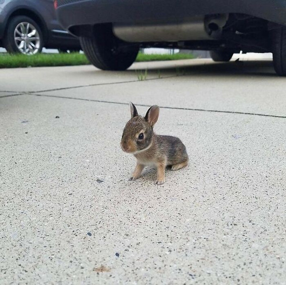 Cute News: Kleine Tiere