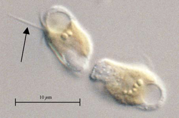 Prymnesium parvum, einzellige Mikroalge, auch Goldalgenikro genannt, misst rund 10 Mikrometer.