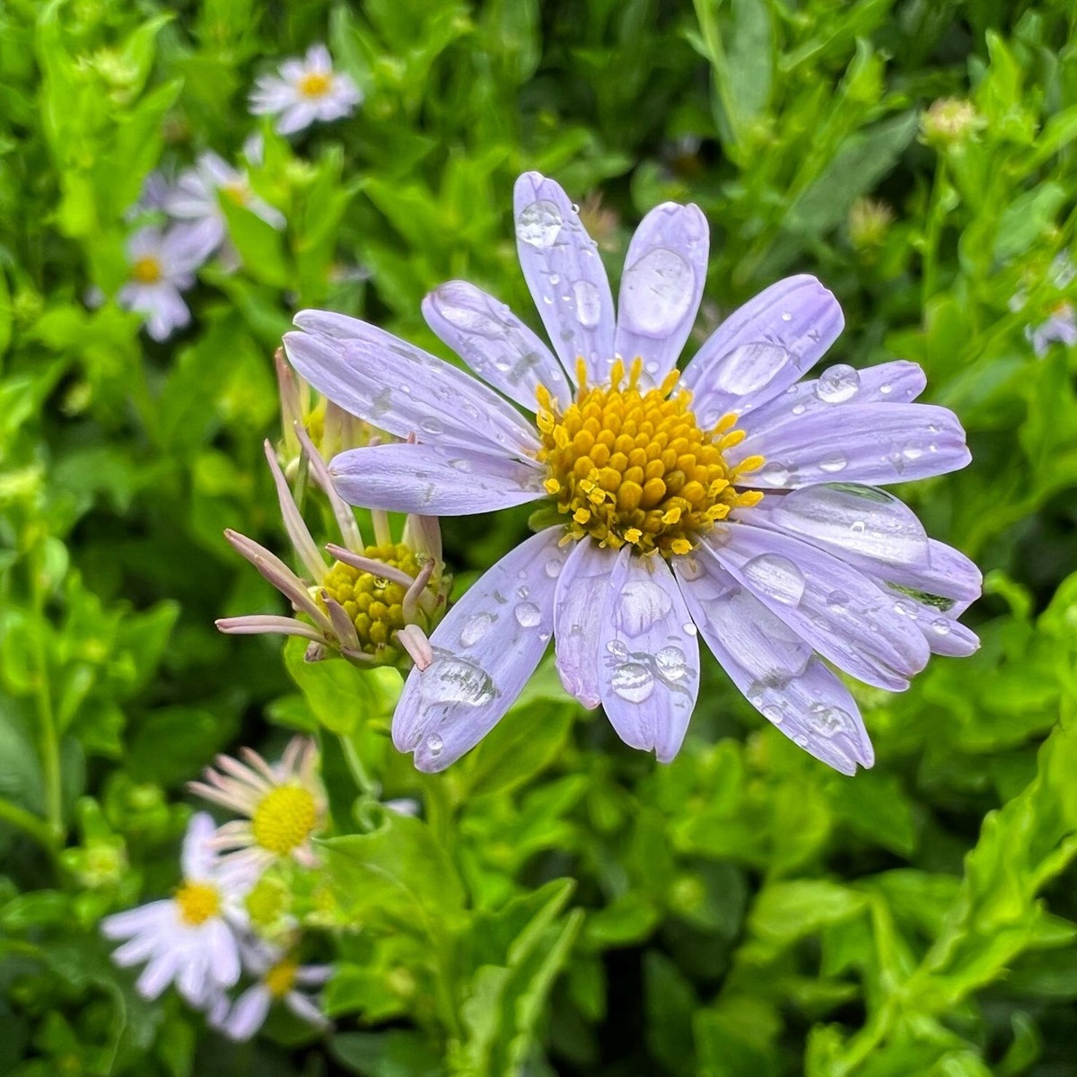 Schönaster (Kalimeris incisa ‘Blue Star’)