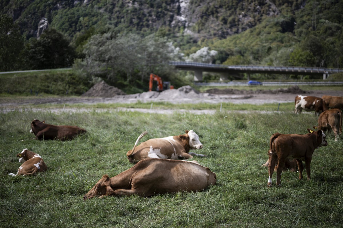 Kuehe grasen, im Hintergrund vom Murgang betroffenes Landwirtschaftsland, am Freitag, 13. September 2024, in Lostallo. Das Misox war dieses Jahr von schweren Ueberschwemmungen betroffen. Damit verlore ...