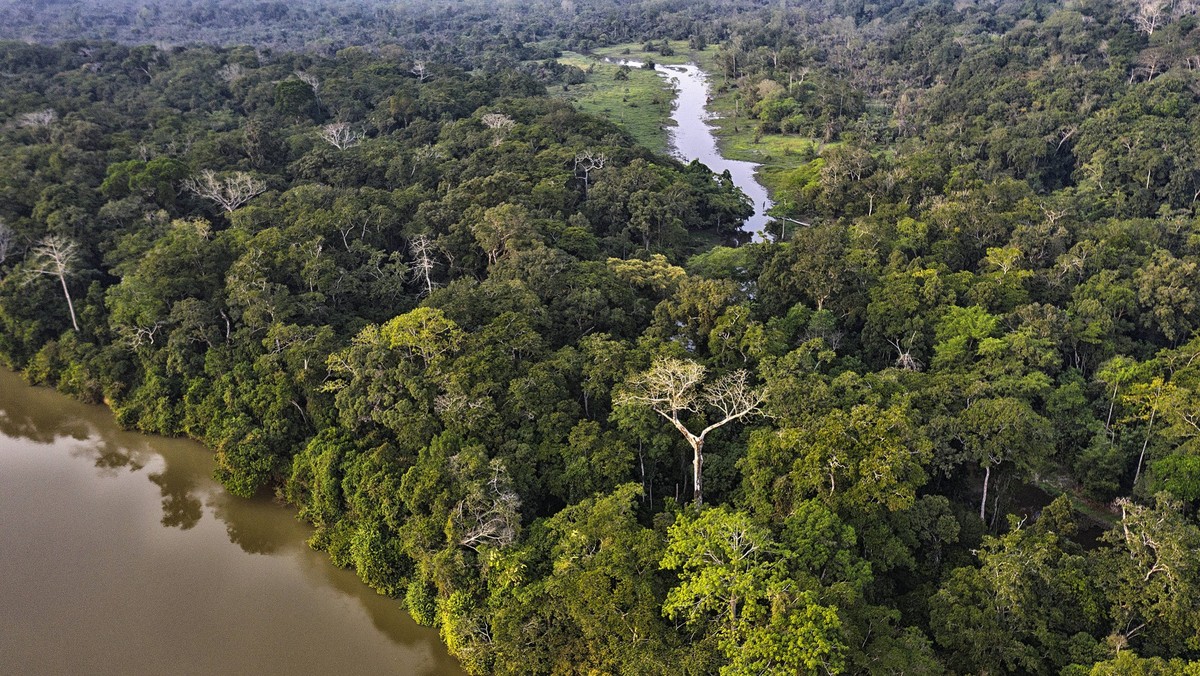 IMAGO Nature: Unsere Erde, Naturschutz, Naturschutzgebiete in Afrika Trees and vegetation in the Jungle and dense forest of Dzanga Sangha. Central African Republic. WWF Congo, Basse-Kotto, Central Afr ...