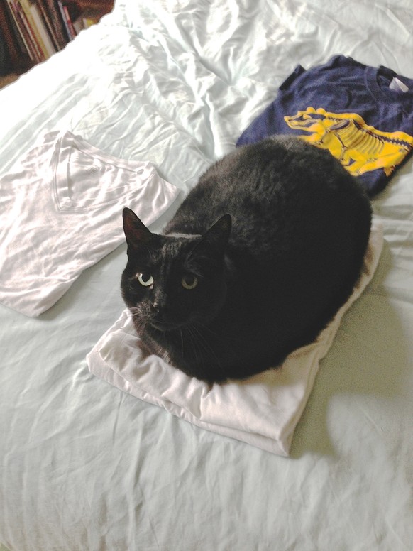 Katze auf frischer Wäsche
https://imgur.com/gallery/Cg3RbHL