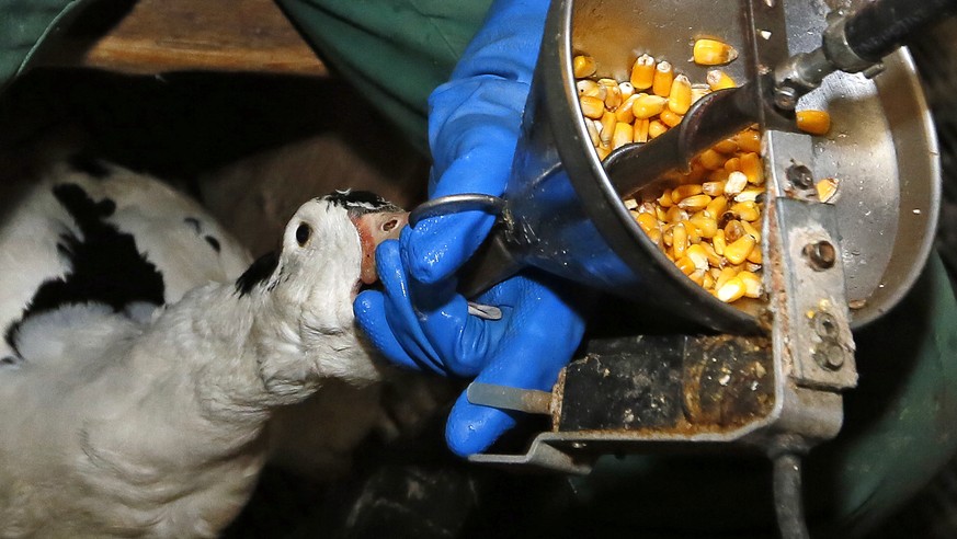 FILE - In this Dec. 8, 2016, file photo, foie gras producer Robin Arribit force-feeds a duck with corn in La Bastide Clairence, southwestern France. California prosecutors said Friday, Dec. 7, 2018, t ...