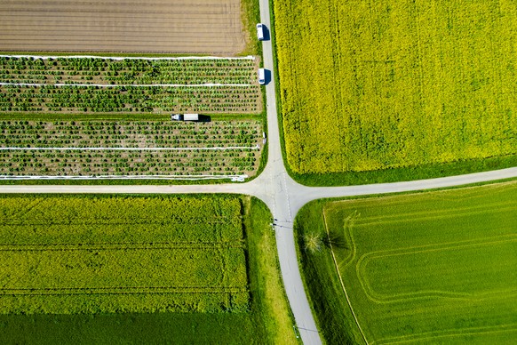 Arbeiter ernten Gemuese auf einem Feld, am Freitag, 12. April 2024 in Oberweningen. (KEYSTONE/Michael Buholzer)