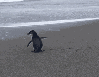 Animiertes GIF