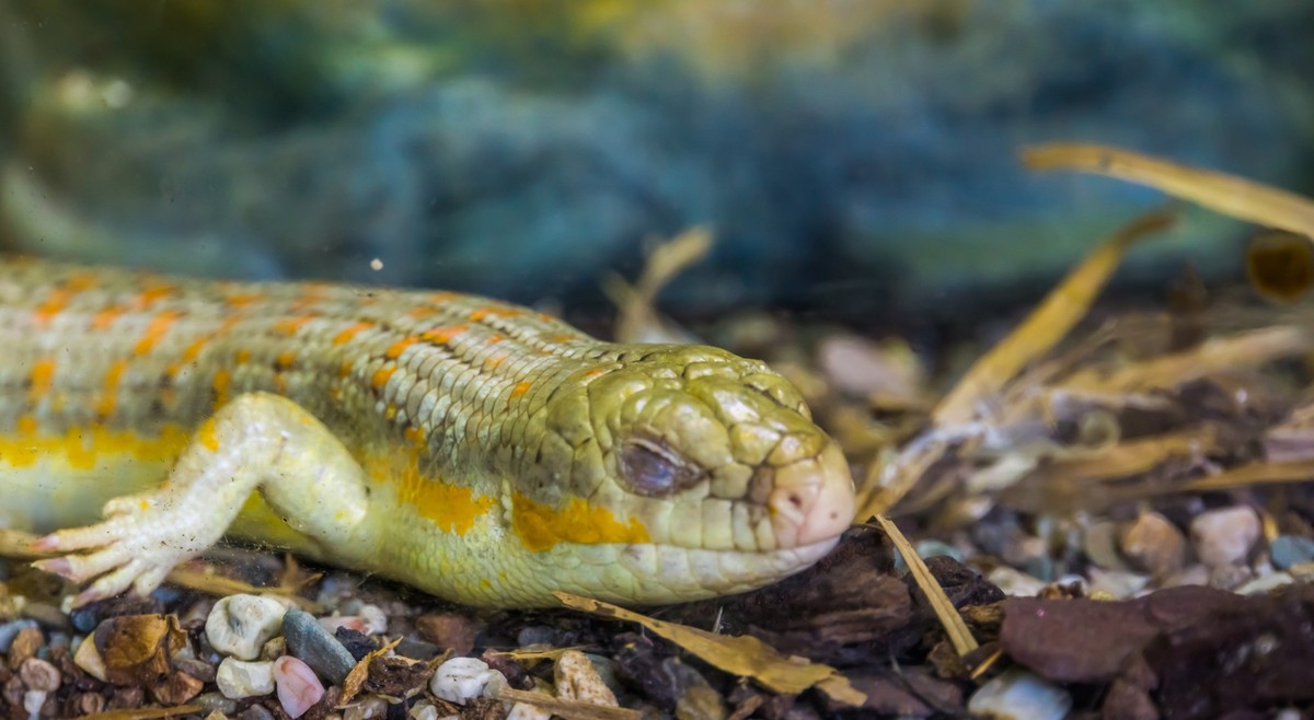 Closeup of a berber skink sleeping during brumation, tropical lizard from Africa, Exotic reptile specie, A closeup of a berber skink sleeping during brumation, tropical lizard from Africa, Exotic rept ...
