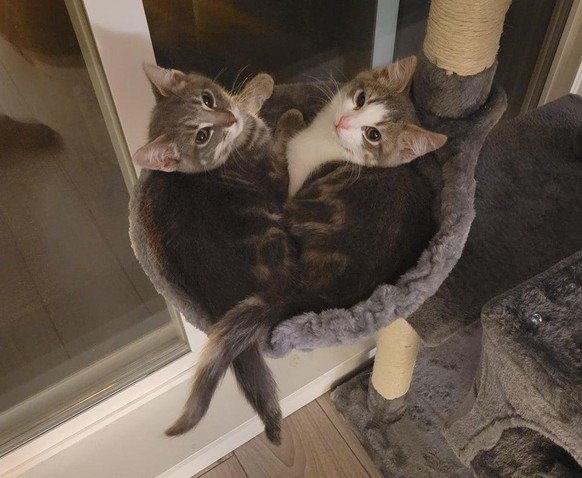 cute news tier katze

https://www.reddit.com/r/aww/comments/r63xlv/glad_we_brought_home_the_two_of_them/