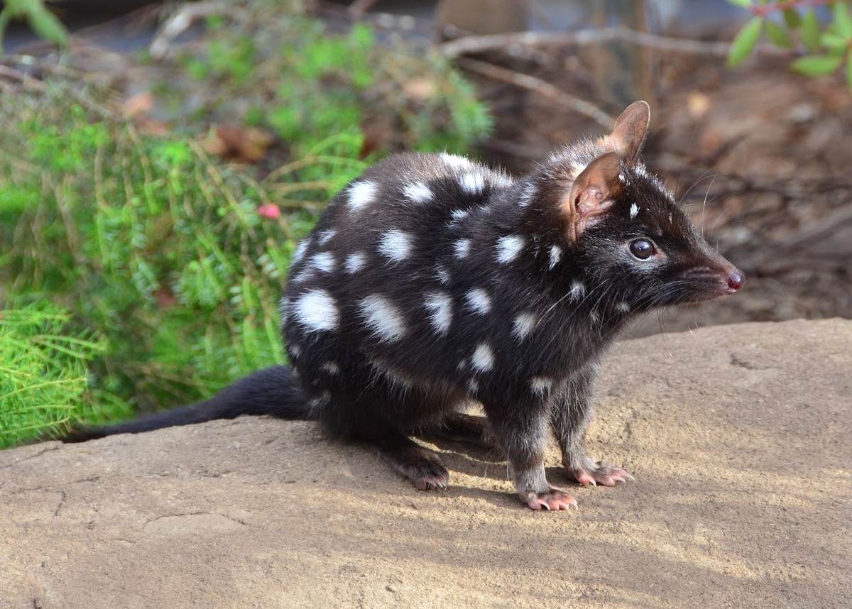 Es ist Freitag – nur noch kurz anstrengen und dann ist Wochenende
und nun zu den herzigen Dingens:

ein Quoll zu deutsch Beutelmard̶e̶̶r̶