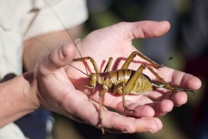 Deinacrida heteracantha also known as the Little Barrier giant weta or wetapunga. 
One of 150 D. heteracantha released on Tiritiri Matangi Island on 1 May 2014
By Dinobass - Own work, CC BY-SA 4.0, ht ...