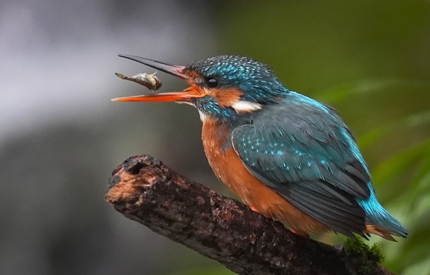 A Kingfisher eats a fish on a river near Dover in Kent, England, Thursday, jan. 8, 2026. (Gareth Fuller/PA via AP)
Britain Daily Life