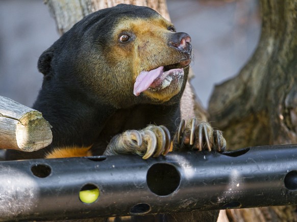 Malaienbär / Sun Bear