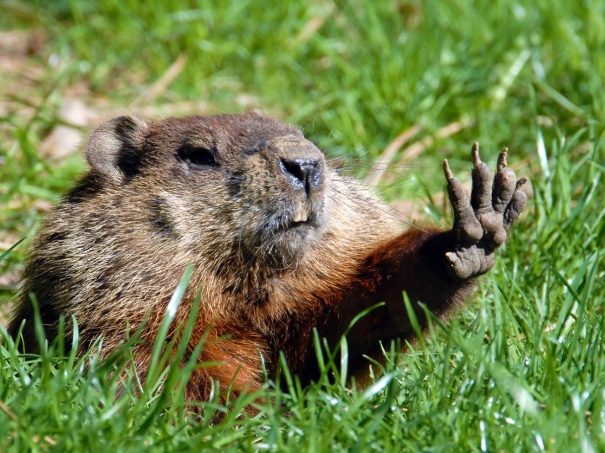 cute news tier murmeli

https://www.reddit.com/r/NatureIsFuckingLit/comments/1gbdw2p/when_groundhog_has_the_enough/