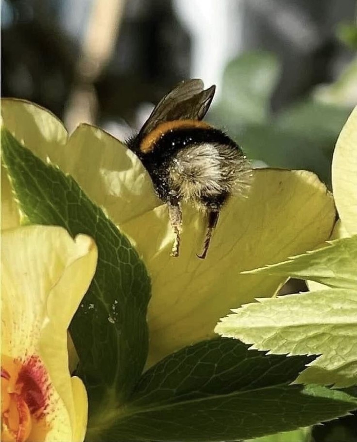 cute news tier biene

https://ch.pinterest.com/pin/351912465491556/