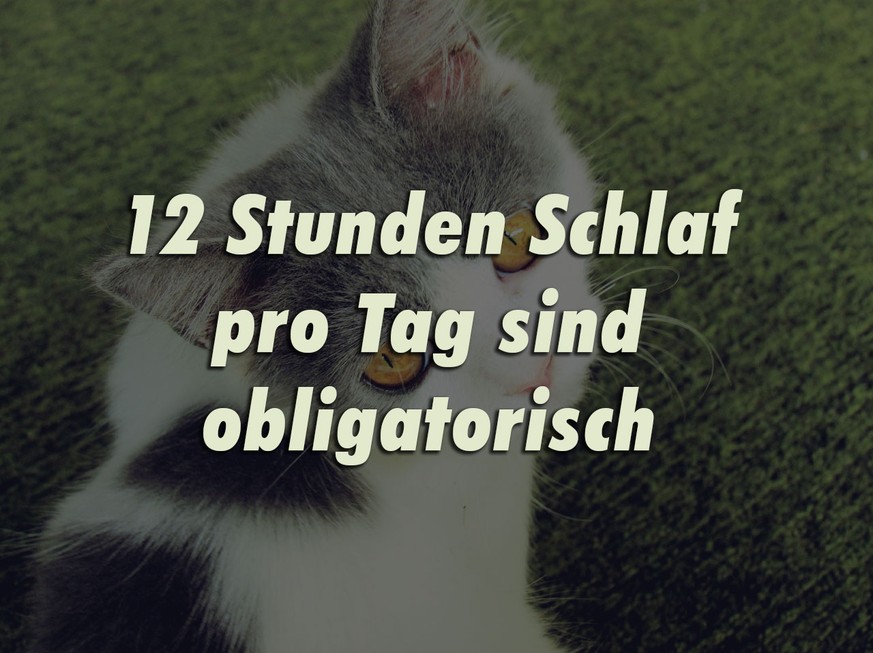 9 Dinge, die anders wären, wenn Katzen die Weltherrschaft hätten